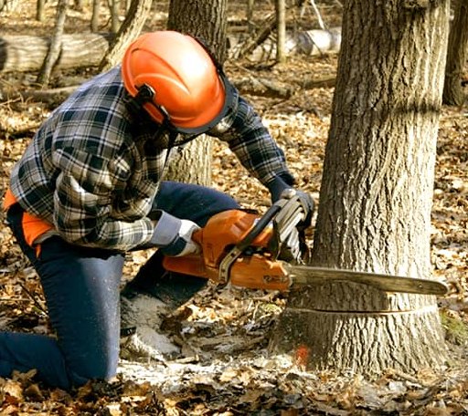 Tree Removal in Marcus Hook, PA